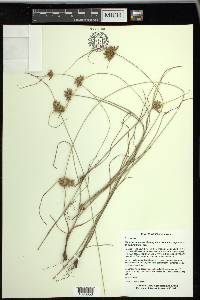 Cyperus × mesochorus image