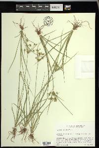 Cyperus dentatus image