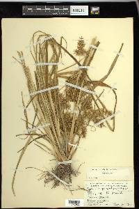 Cyperus digitatus image