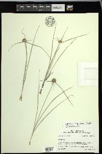 Cyperus filiculmis image