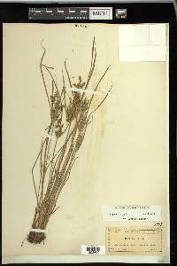 Cyperus iria image