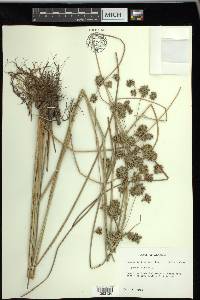 Cyperus elegans image