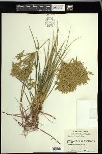 Cyperus lecontei image