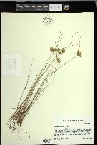 Cyperus lanceolatus image