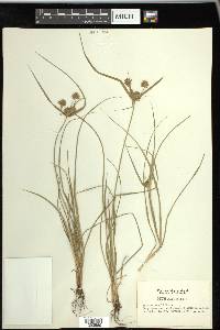 Cyperus grayi image