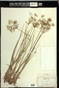 Cyperus haspan image