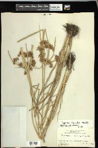 Cyperus distinctus image