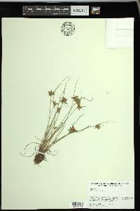 Cyperus flavescens image