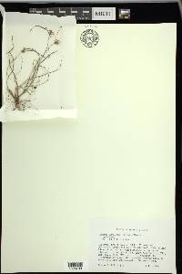 Cyperus lupulinus image