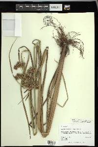 Cyperus drummondii image