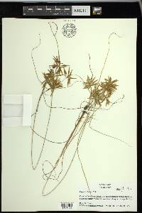 Cyperus filicinus image