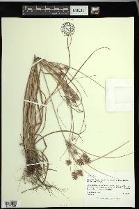 Cyperus floribundus image