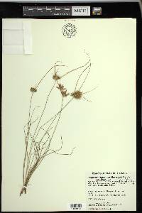 Cyperus lupulinus subsp. lupulinus image