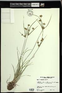 Cyperus houghtonii image