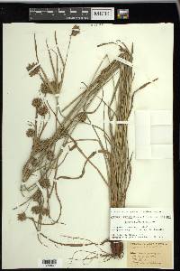 Cyperus × mesochorus image