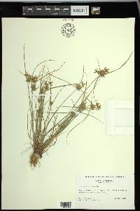 Cyperus flavescens image