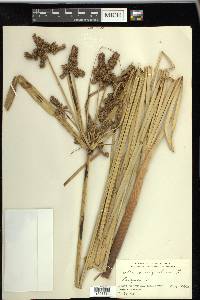 Cyperus ligularis image