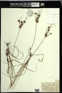 Cyperus × mesochorus image