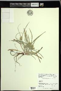 Cyperus hyalinus image