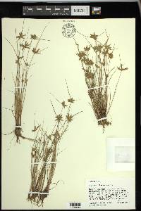 Cyperus flavescens image