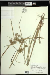 Cyperus ochraceus image