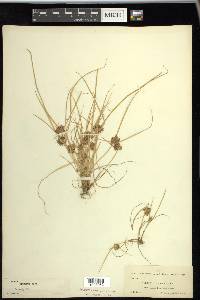 Cyperus diandrus image