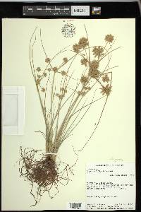 Cyperus elegans image