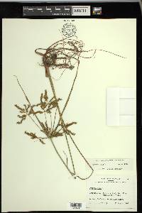 Cyperus iria image