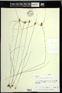 Cyperus fendlerianus image