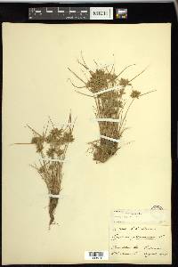 Cyperus flavescens image