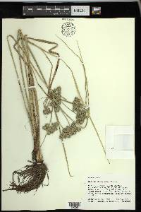 Cyperus distinctus image