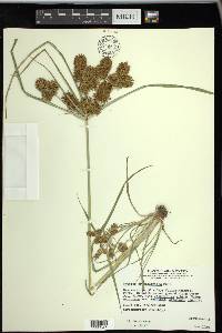 Cyperus erythrorhizos image