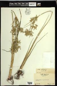 Cyperus lecontei image