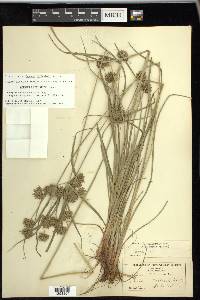 Cyperus × mesochorus image