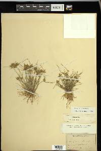 Cyperus flavescens image