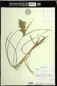 Cyperus lecontei image