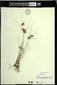 Cyperus flavescens image