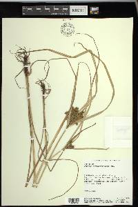 Cyperus erythrorhizos image