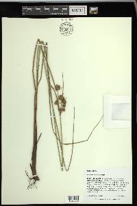 Cyperus reflexus image