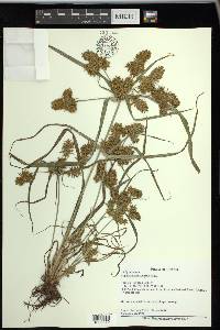 Cyperus erythrorhizos image