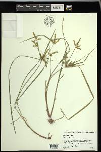 Cyperus iria image