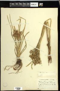 Cyperus dentatus image