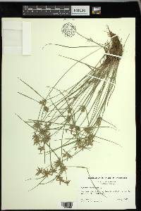 Cyperus flavescens image