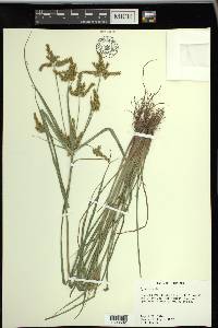 Cyperus iria image