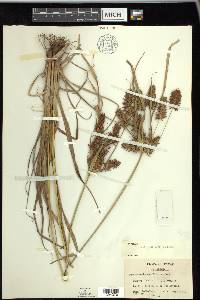 Cyperus setigerus image