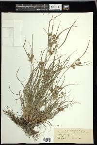 Cyperus torreyi image