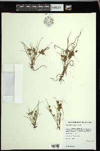 Cyperus squarrosus image