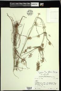 Cyperus thyrsiflorus image