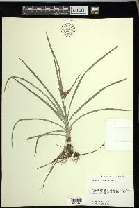 Cyperus rotundus image