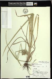 Cyperus virens image